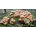 Мицелий Опенка летнего / Опенок липовый (Kuehneromyces mutabilis) Мицелий Опенка летнего / Опенок липовый (Kuehneromyces mutabilis)
